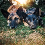 Foto van Dutchshepherdteam