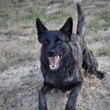 Foto van Dutchshepherdteam