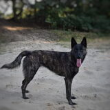 Foto van Dutchshepherdteam