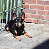 Balou neemt liever en zonnebad.