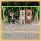 Foto van Marijke - Aila, Dinja & Evi
