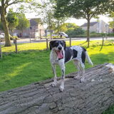 Foto van Ellen, vrouwtje van Noortje