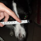 Foto van Bush dog
