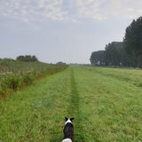 Foto van Bush dog