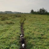 Foto van Bush dog