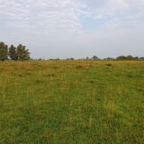 Foto van Bush dog
