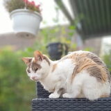 Foto van Ellen, vrouwtje van Noortje