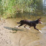 Foto van Puck & Fenrir