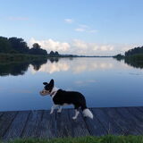 Foto van Bush dog