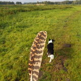 Foto van Bush dog
