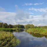 Foto van Bush dog