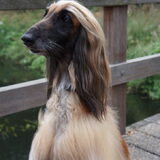 Foto van Gerard