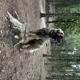 Foto van Britt, Maui & Fanu ~