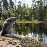Foto van Alaska's Finest!