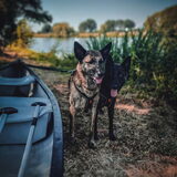 Foto van Dutchshepherdteam