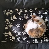 Foto van Ellen, vrouwtje van Noortje