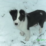 Sacha en haar eerste sneeuw toen ze 2 maanden was.