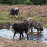 Foto van Claudia en Tibetaantjes Sarah en Chenpo