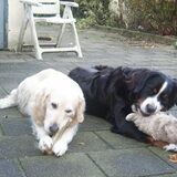 Foto van Lisa & doggs