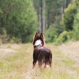 Foto van Puck & Fenrir