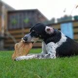 Foto van Ellen, vrouwtje van Noortje