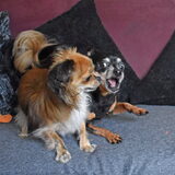 Stoeien met Balou.