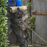 Foto van Dutchshepherdteam