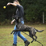 Foto van Dutchshepherdteam