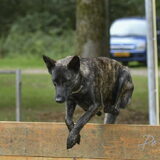 Foto van Dutchshepherdteam