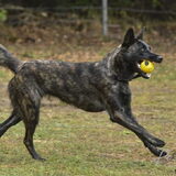 Foto van Dutchshepherdteam