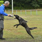 Foto van Dutchshepherdteam