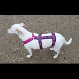 Foto van Dutchshepherdteam