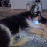 dit is rex met zn balletje slapen op de bank