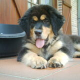 Foto van Dokhy- of  Tibetaanse Mastiff kennel Jinadhara .