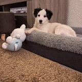 Foto van Sigrid, Sandy, Diva & Nala