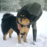 Foto van Dokhy- of  Tibetaanse Mastiff kennel Jinadhara .