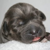 Foto van Dokhy- of  Tibetaanse Mastiff kennel Jinadhara .