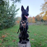 Foto van Dutchshepherdteam