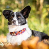 Foto van Bush dog
