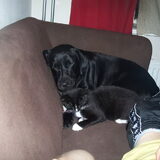 Dit is jersey onze jongste hond. Zij wordt in maart 3 jaar. Hier ligt…