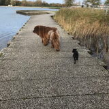 Foto van Willemijn - baasje van Vika .           Bams  en Ogin   ¥ .