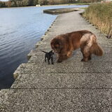 Foto van Willemijn - baasje van Vika .           Bams  en Ogin   ¥ .