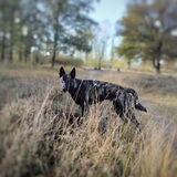 Foto van Dutchshepherdteam