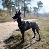 Foto van Dutchshepherdteam