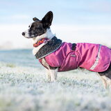 Foto van Bush dog