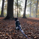 Herfsttafereel.