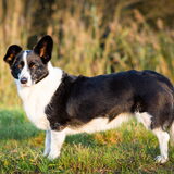 Foto van Bush dog