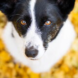 Foto van Bush dog