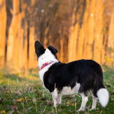 Foto van Bush dog