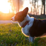 Foto van Bush dog